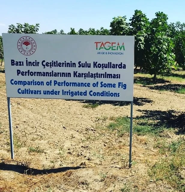 Trial field at the İncir Araştırma Enstitüsü (Fig Research Institute)